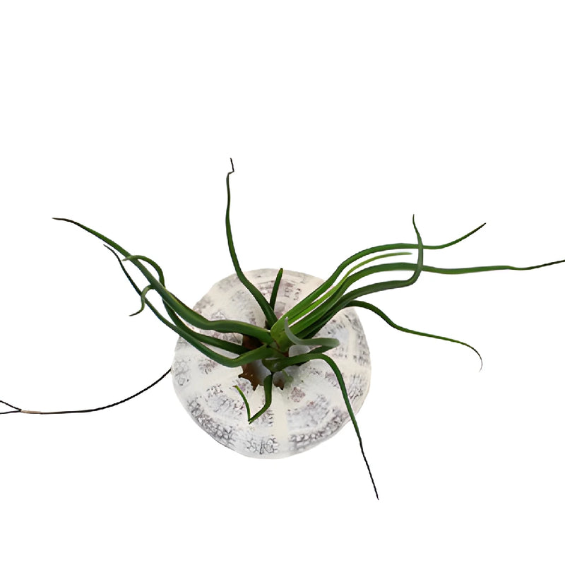 Sea Urchin Shell Base Air Plants
