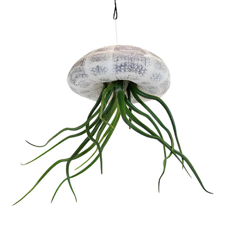 Sea Urchin Shell Base Air Plants