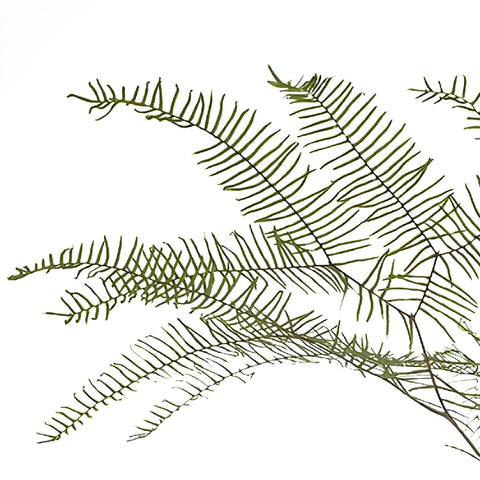 Fresh cut greenery sea star fern greenery sold near me