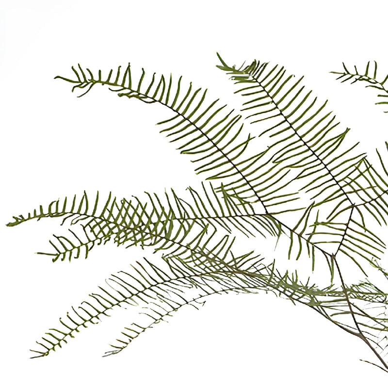 Fresh cut greenery sea star fern greenery sold near me