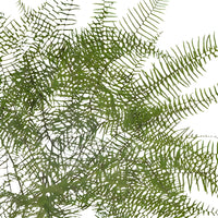 Sea Star Fern Greenery