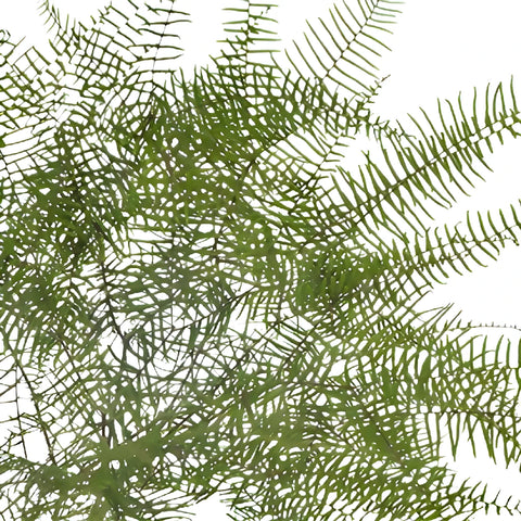 Sea Star Fern Greenery