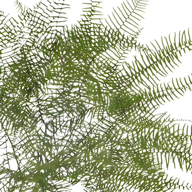 Sea Star Fern Greenery