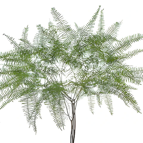 Sea Star Fern Greenery