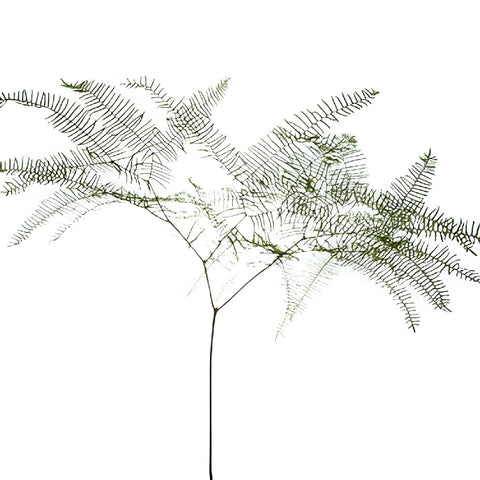 Sea Star Fern Greenery