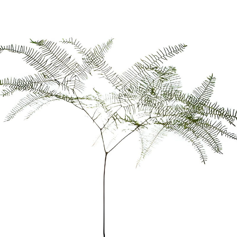 Sea Star Fern Greenery