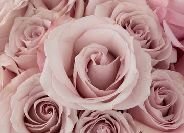 Secret Garden Rose Close Up - Image