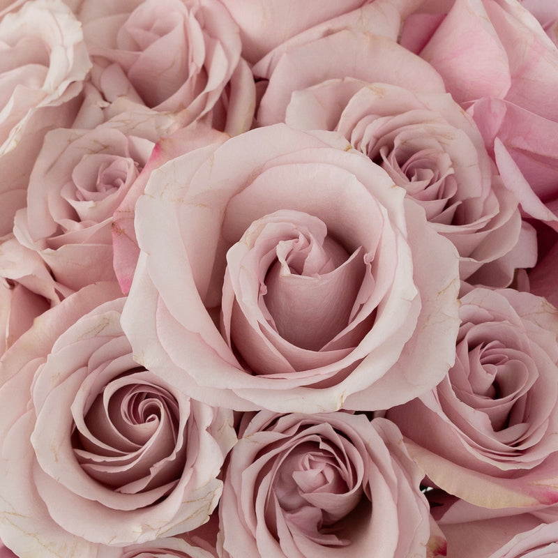 Secret Garden Rose Close Up - Image