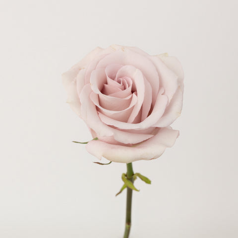 Secret Garden Rose Stem - Image