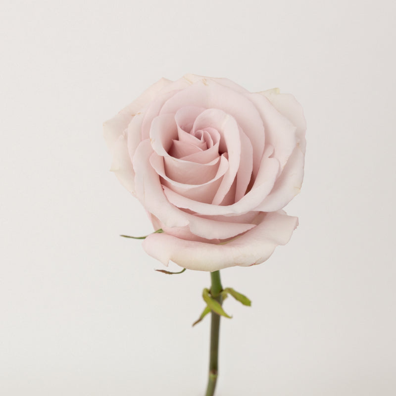 Secret Garden Rose Stem - Image