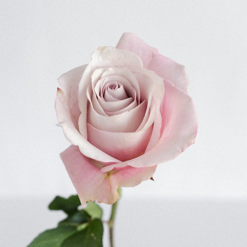 Secret Garden Rose Stem - Image