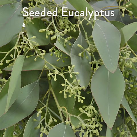 Seeded Eucalyptus and White Flowers DIY Flower Kit Up Close