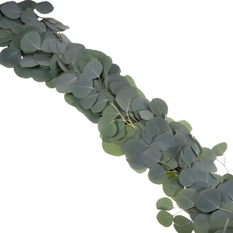 Silver Dollar Eucalyptus Garland Wholesale Greenery FlatLay