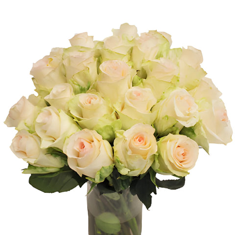 Senorita Blush Roses