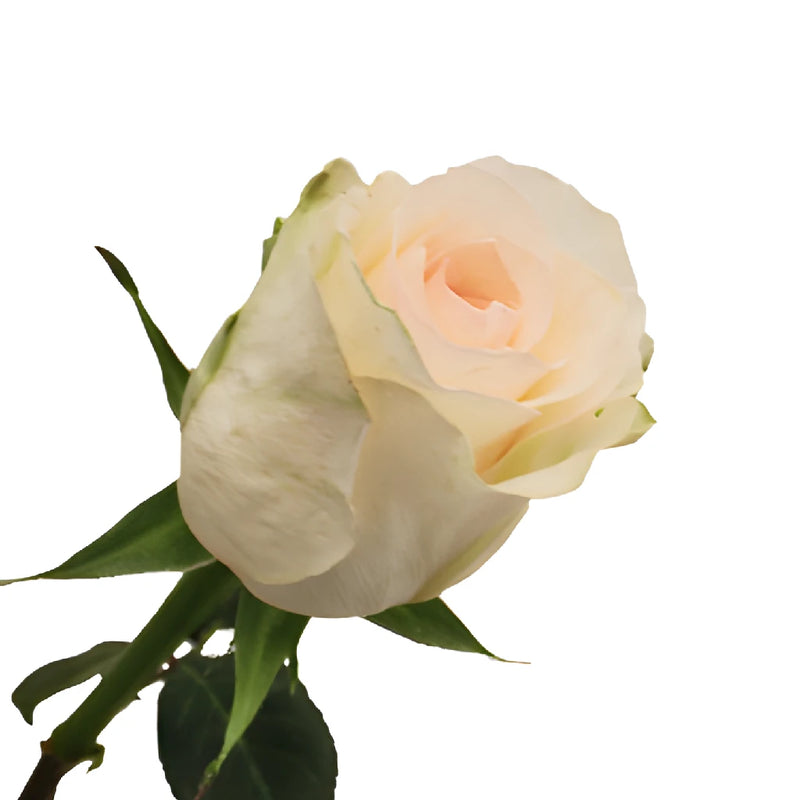 Senorita Blush Roses