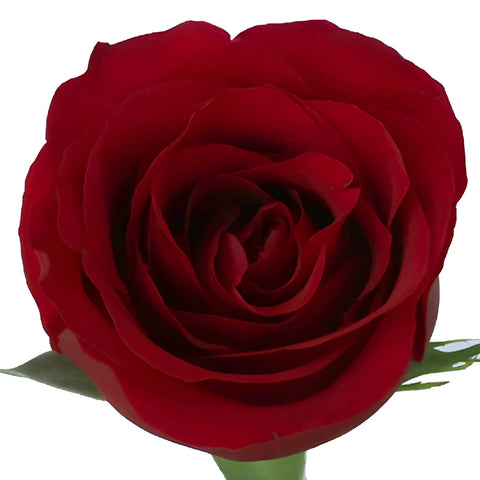 Sexy Red Bulk Red Roses