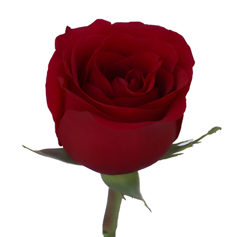 Sexy Red Bulk Red Roses