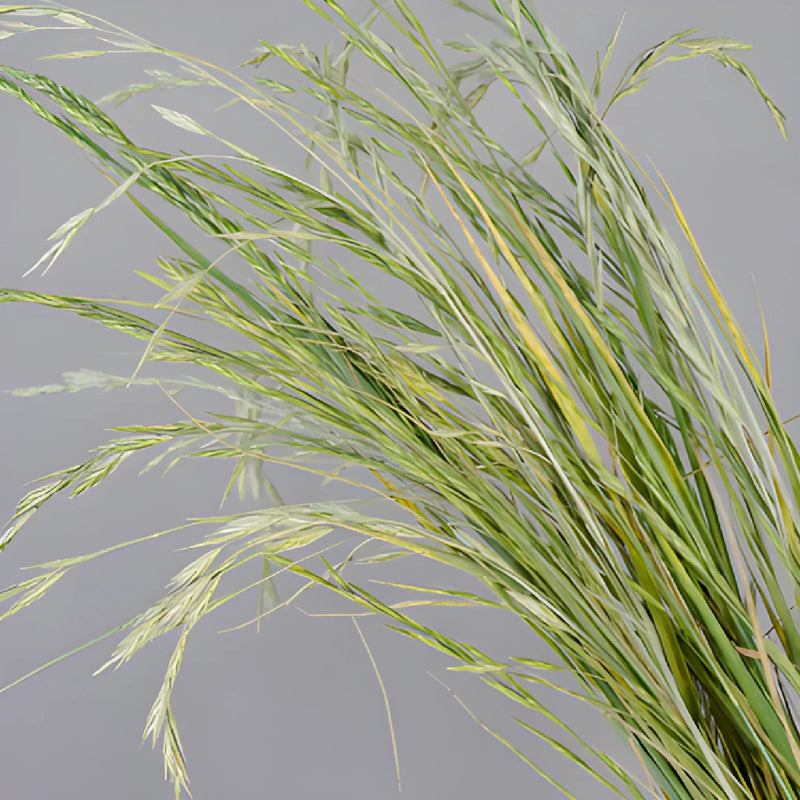 Wedding greenery fresh cut shaker grass filler flowers sold near me