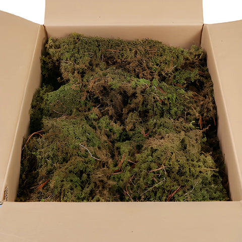 Fresh Sheet Moss