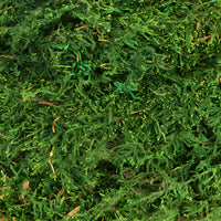 Preserved Sheet Moss