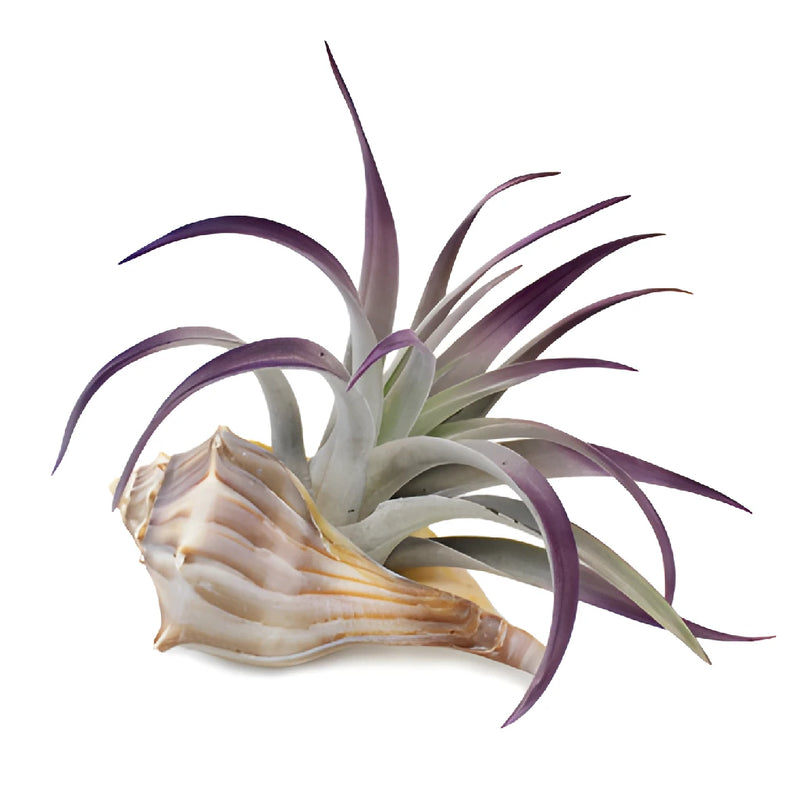 Purple Sage Shell Air Plant Centerpieces
