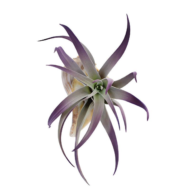 Purple Sage Shell Air Plant Centerpieces