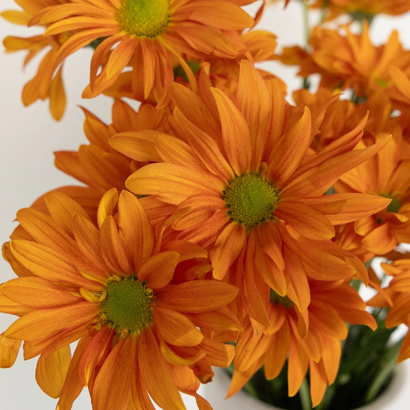 Sherbet Orange Daisy Flower Close Up - Image