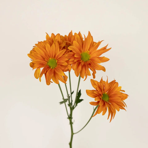 Sherbet Orange Daisy Flower Stem - Image