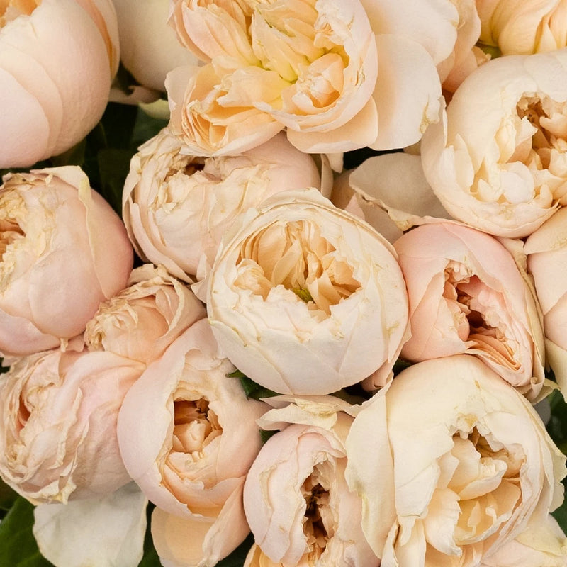 Sherbet Orange Garden Roses Close Up - Image