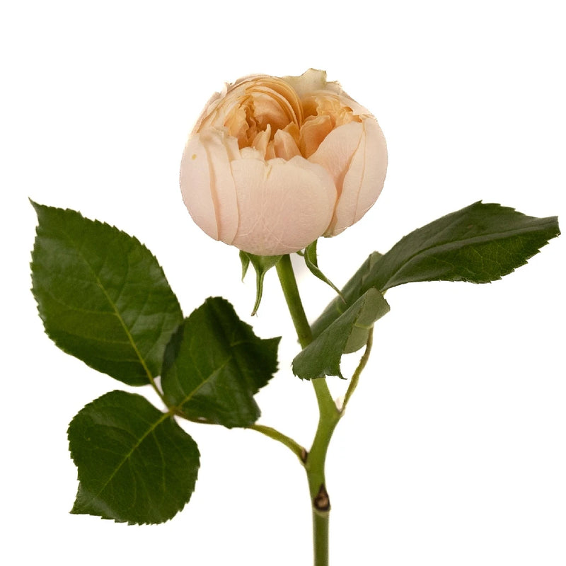 Sherbet Orange Garden Roses Stem - Image
