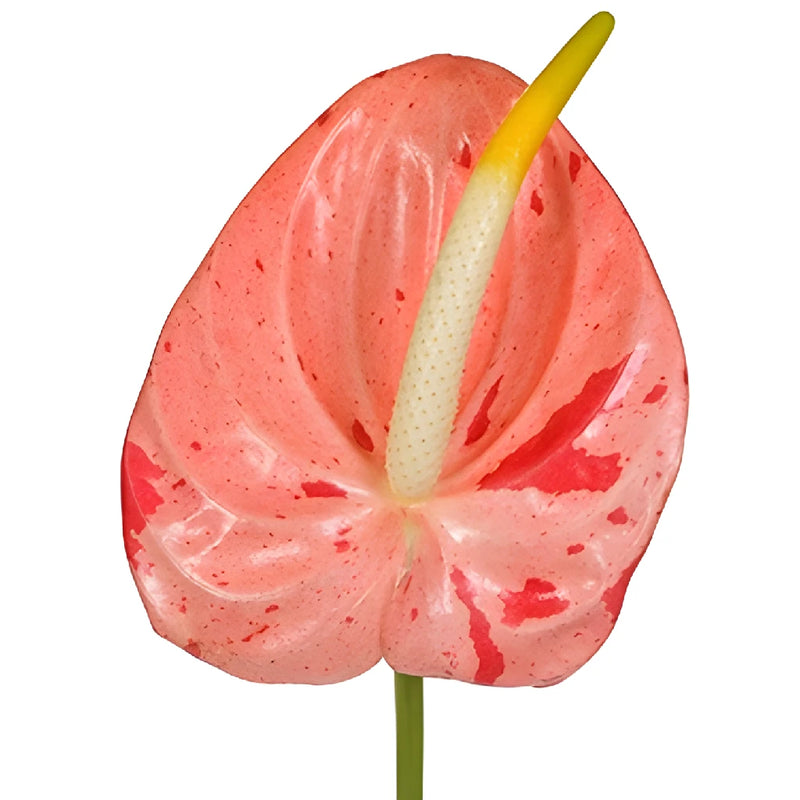 Buy Wholesale Anthurium Coral Gumdrop Tropical Flower in Bulk - Fif...