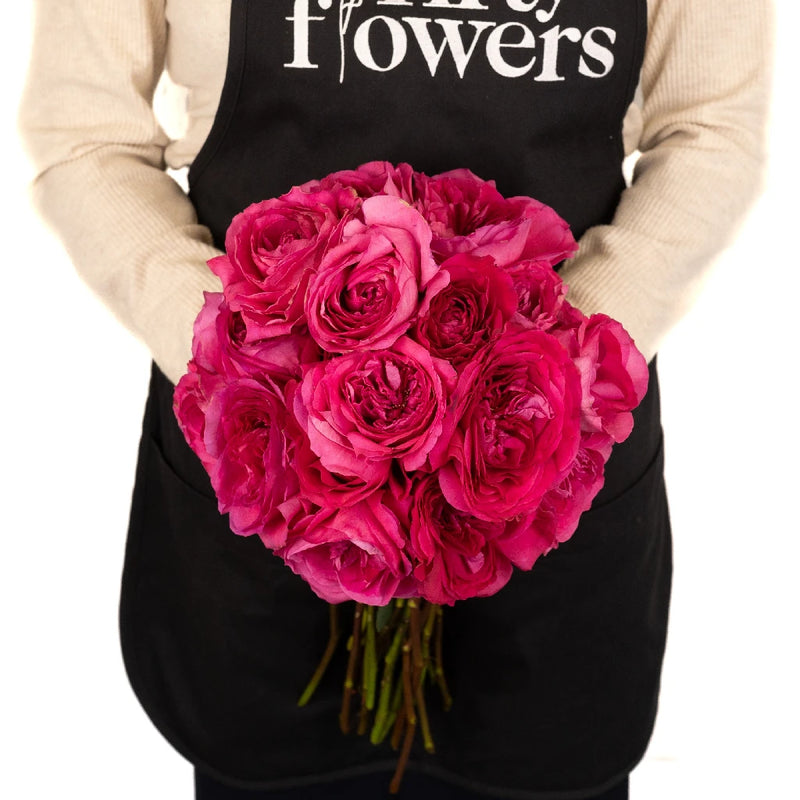 Buy Wholesale David Austin Shocking Pink Garden Rose in Bulk - Fift