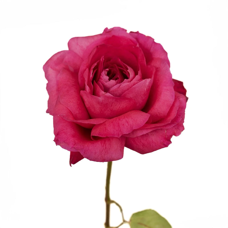 Shocking Pink Garden Rose Apron - Image