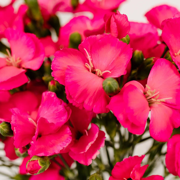 Pinklove様 Buy Wholesale Hot Pink Solomio Flowers in Bulk - FiftyFlowers