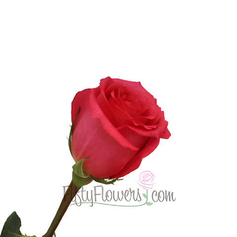 Shocking Versilia Hot Pink Rose