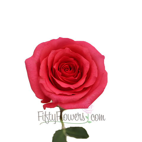 Shocking Versilia Hot Pink Rose