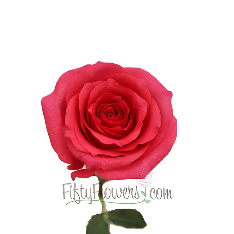 Shocking Versilia Hot Pink Rose