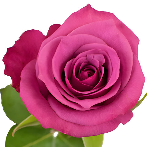 Shogun Purpleberry Rose