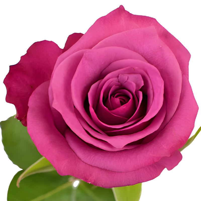 Shogun Purpleberry Rose