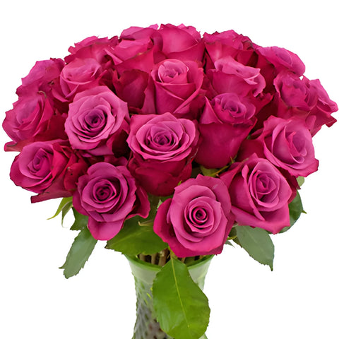 Shogun Purpleberry Rose