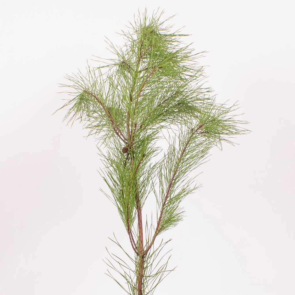 FiftyFlowers White Pine Winter Greenery