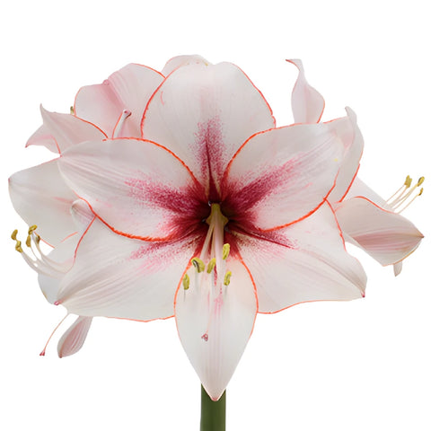 Red Blush Amaryllis Flowers