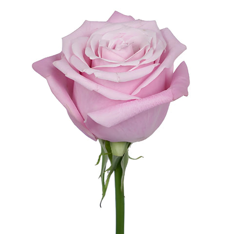 Bashful Pink Rose