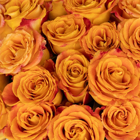 Silantoi Sunset Rose Close Up - Image
