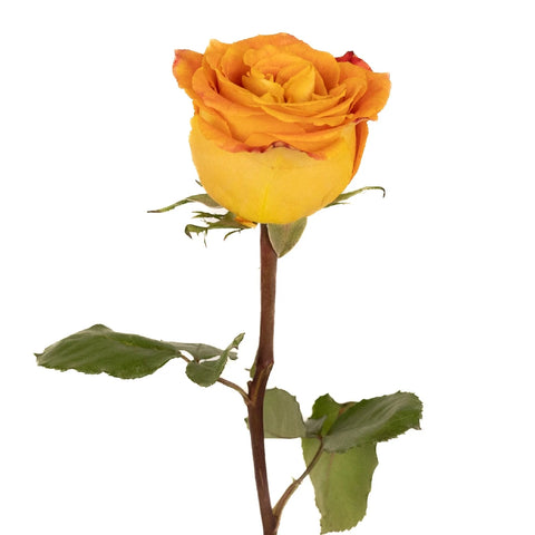 Silantoi Sunset Rose Stem - Image