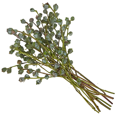 Silver Bell Pods