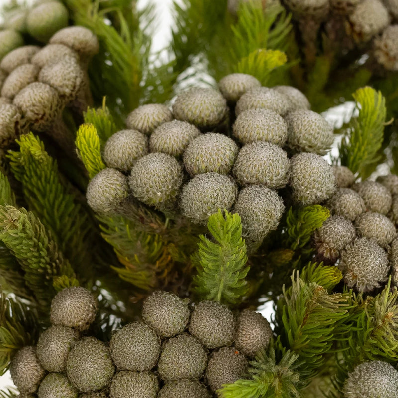 Silver Brunia Balls Close Up - Image
