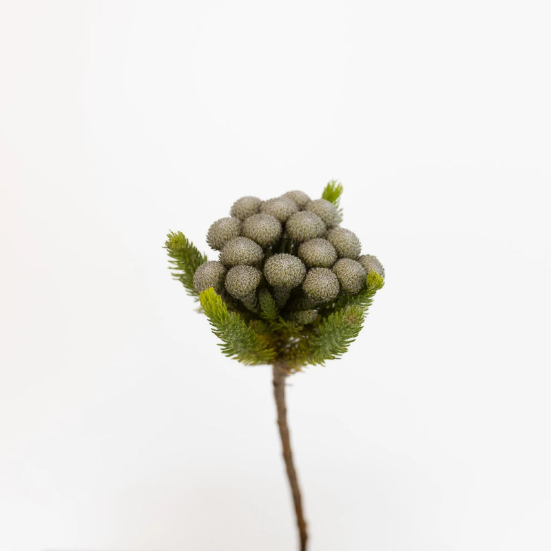 Silver Brunia Balls Stem - Image