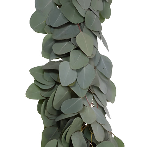 Silver Dollar Eucalyptus Garland Wholesale Greenery Up Close