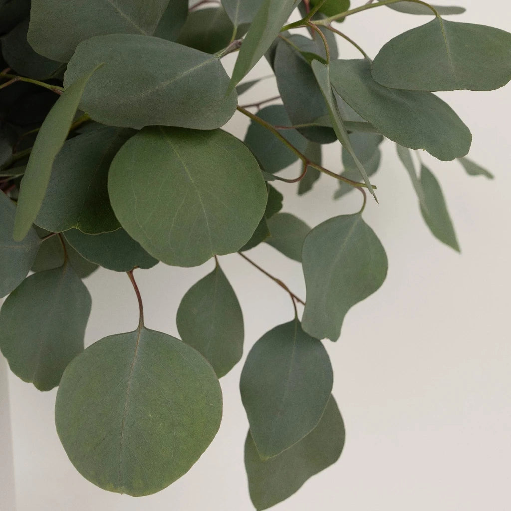 Silver Dollar Eucalyptus Greens